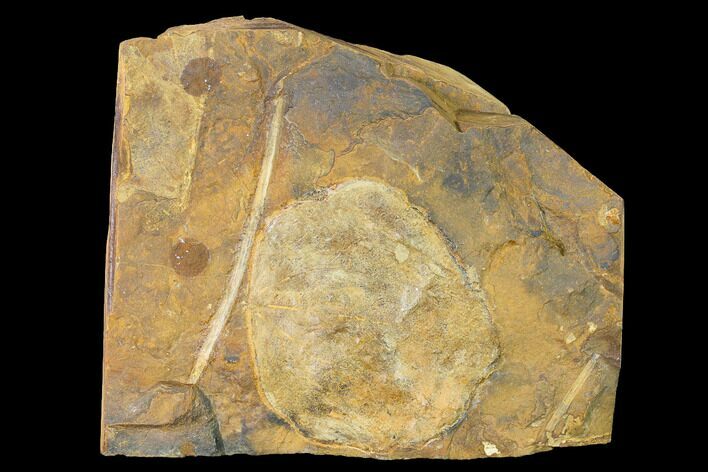 Paleocene Fossil Leaf (Cocculus) - North Dakota #145305